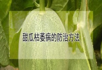 甜瓜枯萎病的防治多久？
