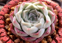 煤渣养多肉需要放土吗？