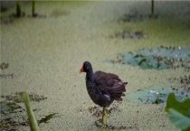 血鸡和肉鸡的区别？