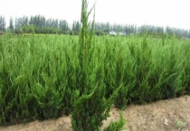 塔松树苗的价格 适合种在哪里