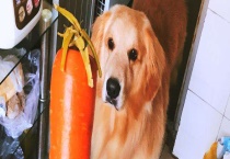 狗狗可不可以生吃胡萝卜 楼房适合养哪些狗