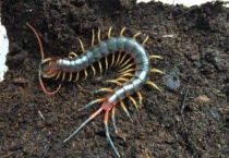 打死蜈蚣会引来更多吗？