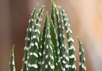 条纹十二卷叶子发黄怎么办？附其叶子发黄的原因？