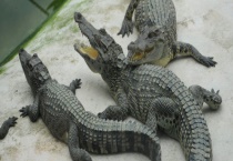 鳄鱼是不是哺乳动物 尾巴的主要功能是什么？