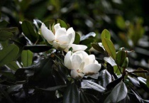 荷花玉兰是水生植物还是陆生植物