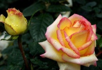 月季嫩芽嫩叶黑焦掉的原因？