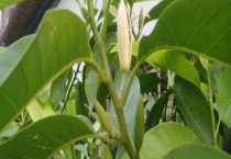 盆栽的白兰花该怎么养？从以下几点入手