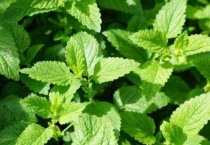 食香和薄荷的区别？