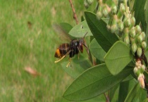 鬼头蜂 附详细介绍