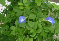 蝶豆花是什么植物的花