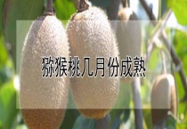 猕猴桃有红心的吗？