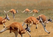 袋鼠是不是鼠类