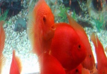 鹦鹉鱼怎么繁殖后代 如何养殖