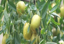 枣的成熟季节 枣有哪些品种