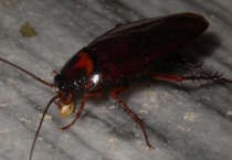 苍蝇蟑螂会传播哪种疾病