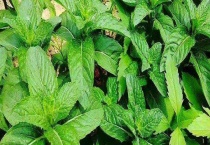 薄荷种子价格及种植方法 常见的薄荷种类