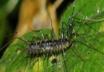 蚰蜒有毒吗 吃什么食物 附蚰蜒与蜈蚣的区别？