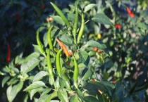 小米辣育苗的多久？