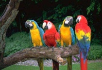 鹦鹉受惊吓的症状有哪些？