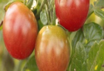 西红柿只长秧不结果怎么办？