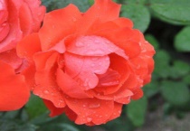 月季涝根的表现