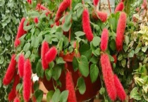 狗尾红和猫尾红区别？