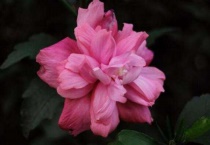 24小时开放的花