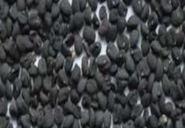 黄芩种子价格及种植方法 黄芩的播种方式