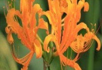 中国石蒜和忽地笑区别？