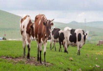 牛的生活环境和特点