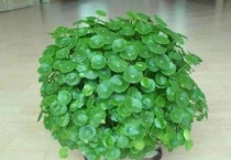 铜钱草怎么养