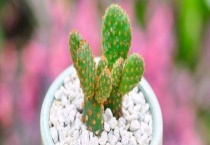 黄毛掌开花吗？