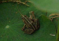 青蛙喜欢吃昆虫吗？