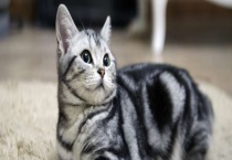 猫的寿命有多长 如何养猫才能增加它的寿命