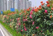 南阳月季大道在哪儿