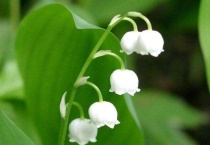 铃兰花怎么照顾