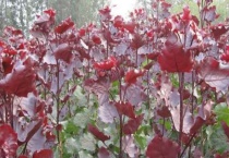 红杨和赤楠的区别？