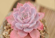 一点红多肉植物怎么养