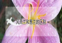 风雨兰和葱兰的区别？
