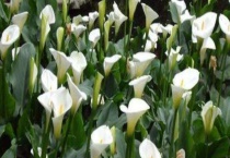 马蹄莲和白掌的区别？ 在外观上相似但属不同的植物