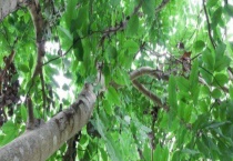 杜仲树能活多少年 杜仲树剥皮会不会死