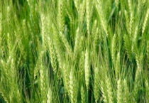 麦青是什么植物