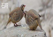 石鸡和鹧鸪的区别？ 外形、类别、生活习性、营养价值均不同