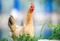 母鸡下蛋需要公鸡的配合吗？