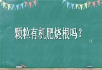 颗粒有机肥烧根吗？