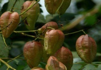 复羽叶栾树果实能吃吗？