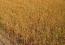 亚麻主要产地在哪里？亚麻种类及价值