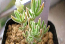 枝干番杏和碧光环的区别？