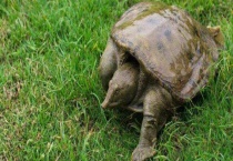 甲鱼多少钱一斤 养殖前景怎么样