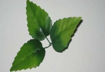 小玫瑰叶子发黄脱落怎么办？